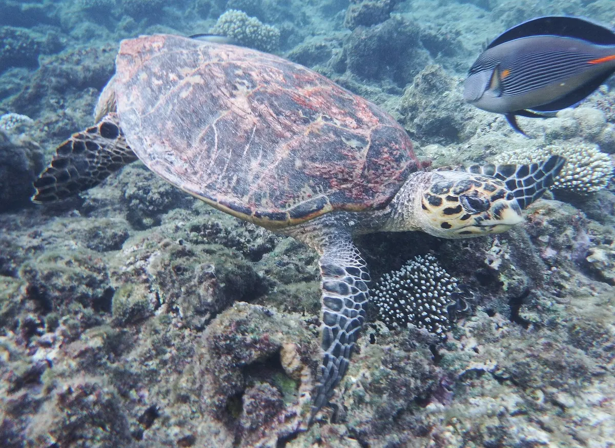 Tartaruga embricata che nuota sul reef di Sharm el Sheikh, accanto a un pesce chirurgo