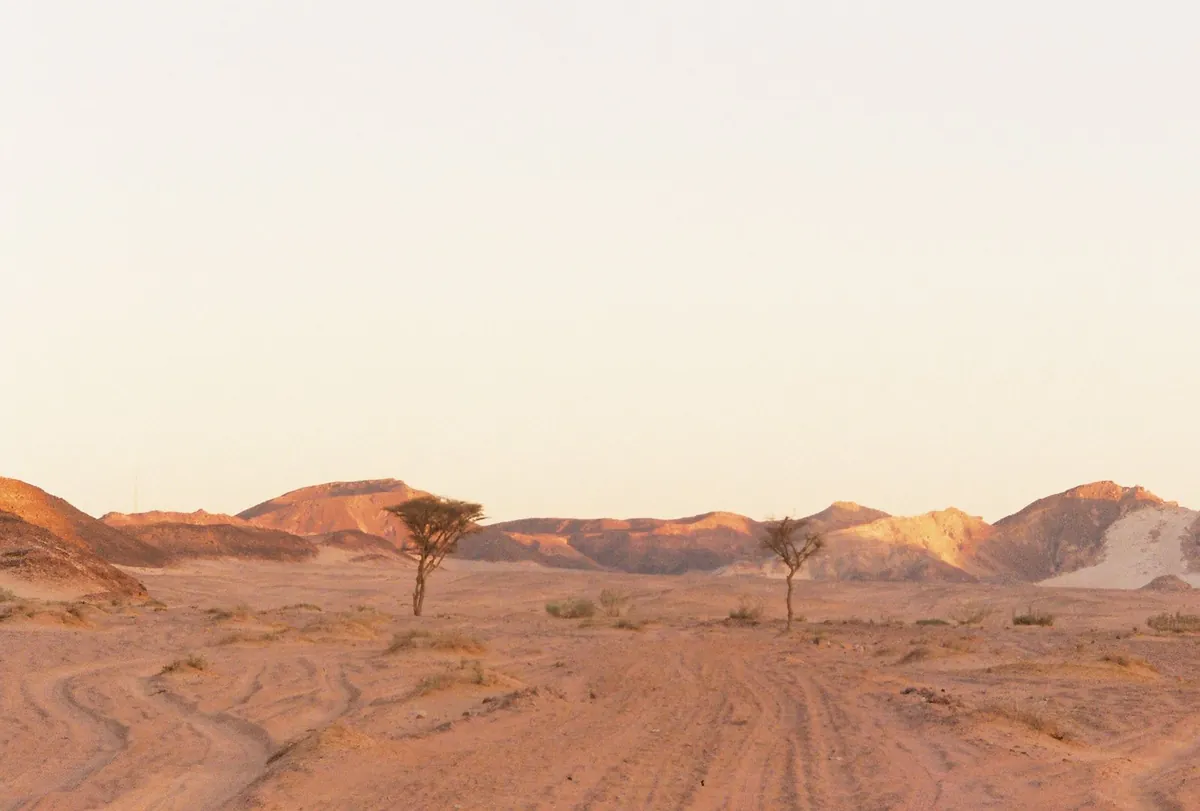 Tracce di fuoristrada nella sabbia del deserto del Sinai, con acacie e montagne nella luce della sera