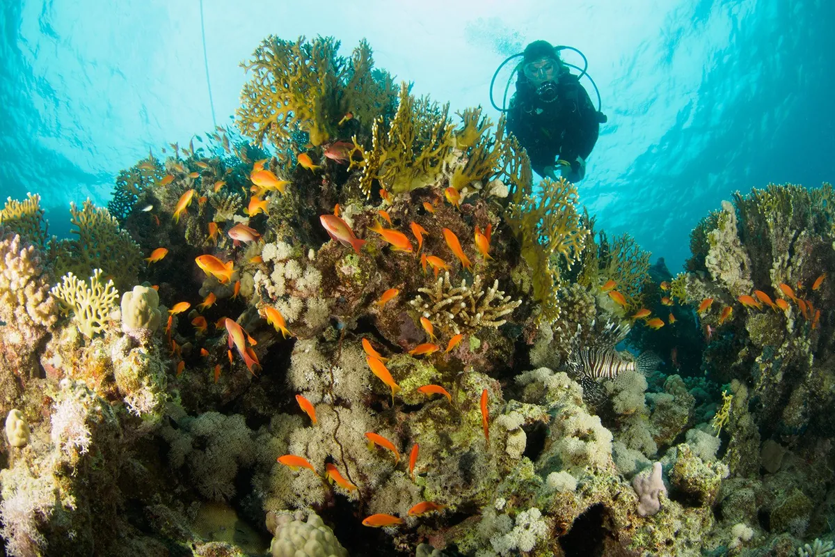 Subacqueo sopra una formazione di coralli con pesci anthias arancioni nel Mar Rosso egiziano