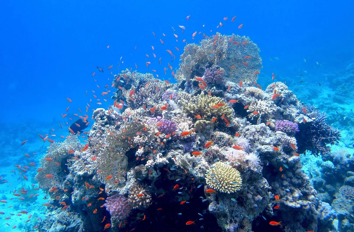 Coralli colorati e pesci anthias arancioni sul reef di Coral Bay, a Sharm el Sheikh